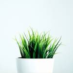 amandao zhou Profile Picture